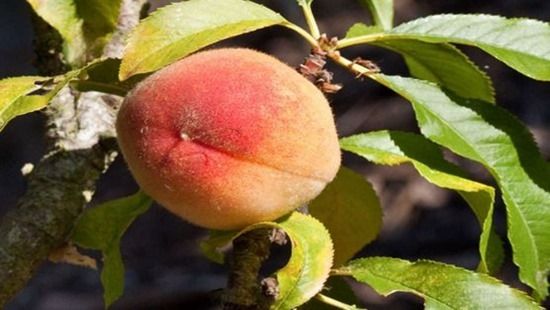 Peach, How To Grow Soft Fruit