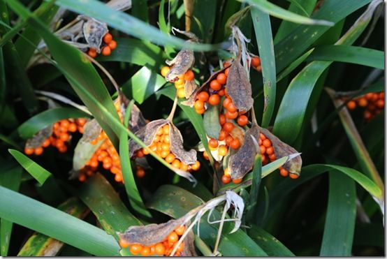 Iris foetidissima