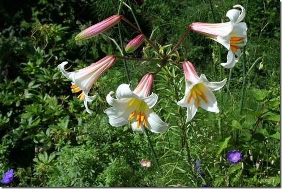 Lilium regale - portrait 