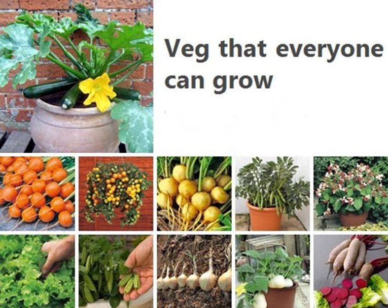 The best vegetables to grow in a grow bag - Suttons Gardening Grow How