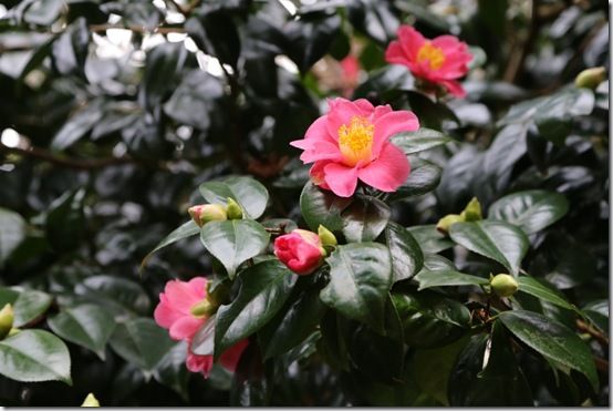 Camellia japonica 'Jupiter'