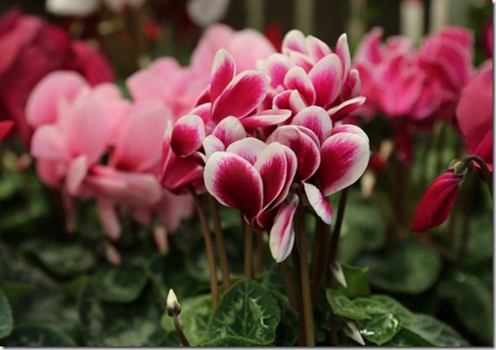 Cyclamen 3 