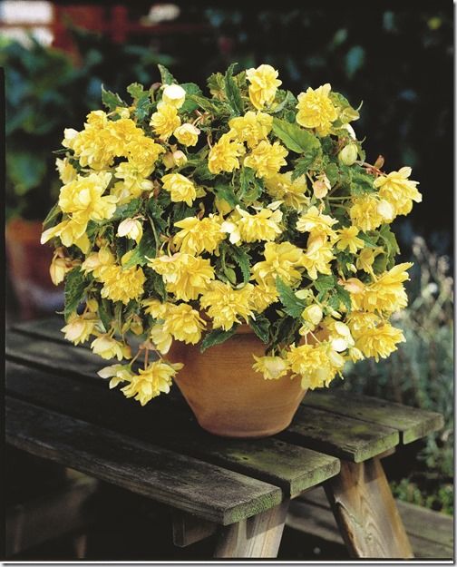 Begonia Yellow Hanging 