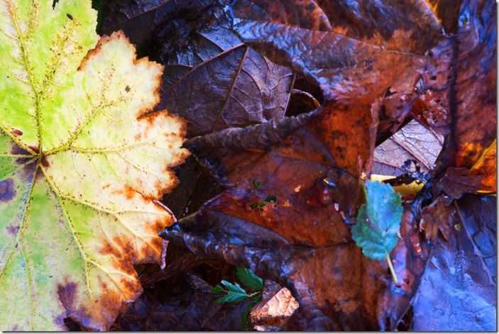 RODGERSIA IN WINTER