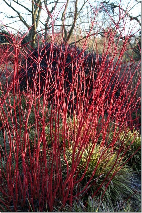 Cornus alba Sibirica' 