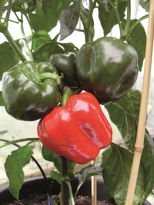 Capsicum Britney Suttons