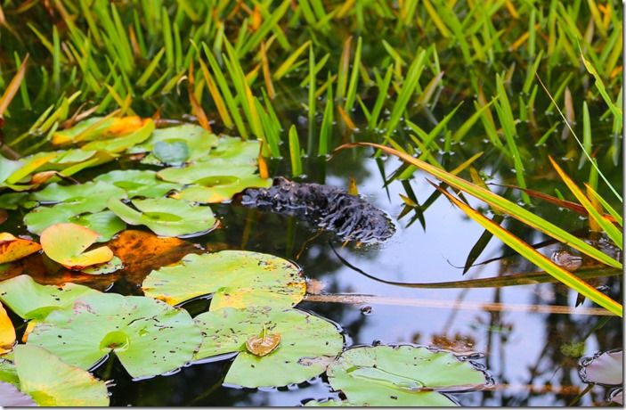 4 Floating lily rhizome (1280x835)