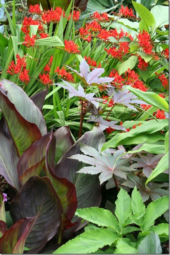 Canna, ricinus and crocosmias 