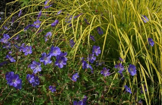 3 Geranium 'Rozanne'  (1024x666)