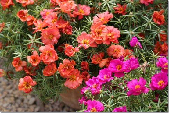 Portulaca