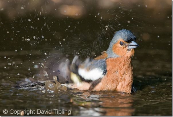 Bird Photography, David Tipling, RSPB, How to Photograph Birds, Garden Birds, Bird Food, perch, feeder, 