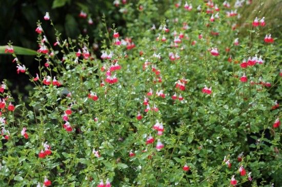 10 Salvia 'Hot Lips' (800x533)