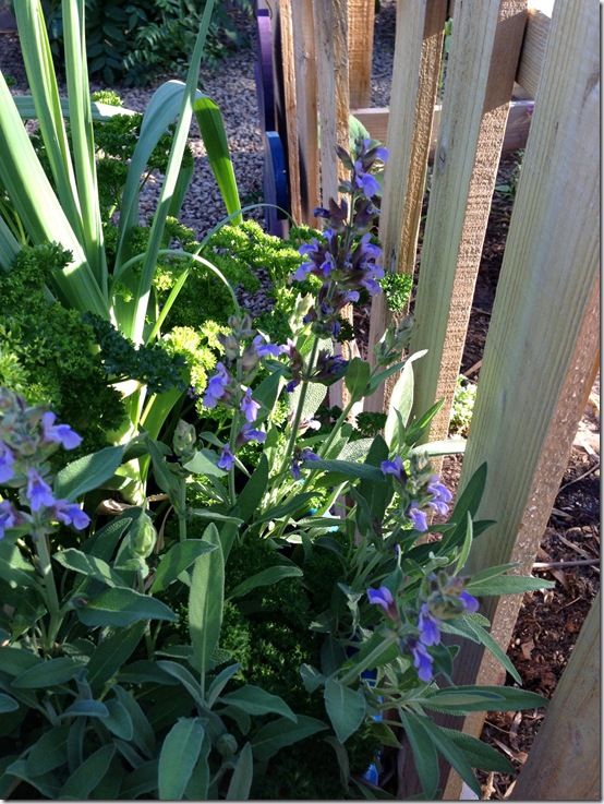 flowering sage