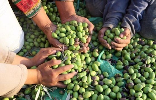 8 harvesting olives