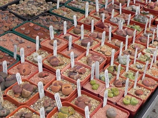 How to Grow Cacti & Succulents