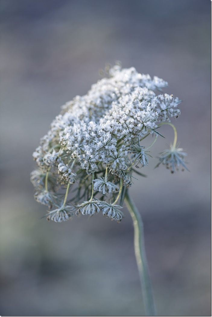 Umbellifer in frost