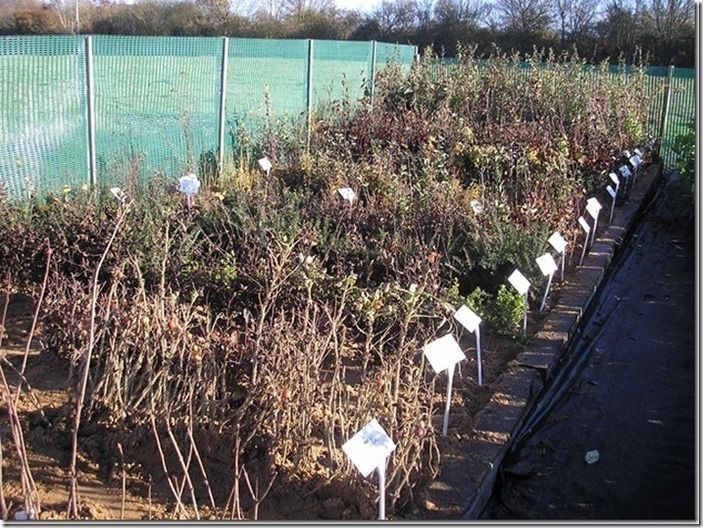 9 Bare root hedging jpg