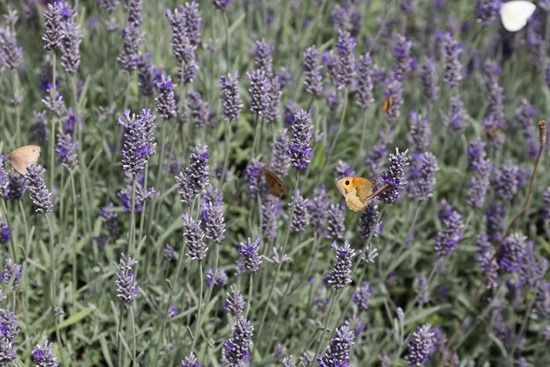 5 Lavenders with butterflies (1280x855)