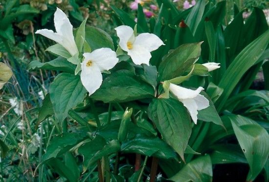 4 Trillium Grandiflorum