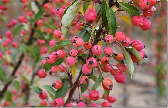 11. Malus 'Adirondack' 