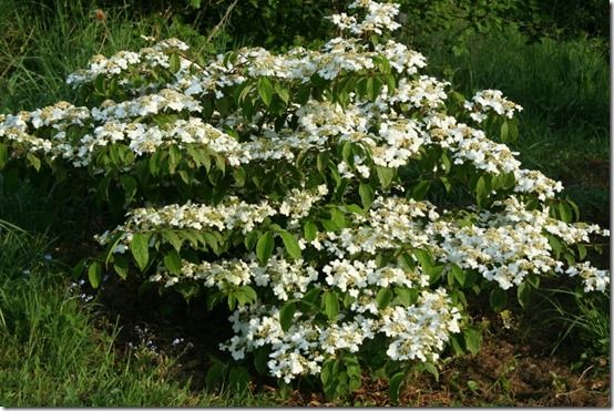 Viburnum plicatum mariesii