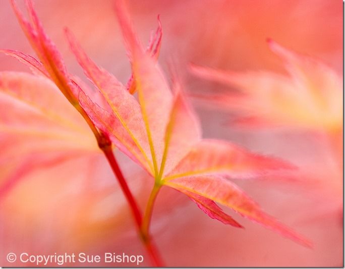 Photographic Style, Technique, depth of field, shallow, photographing, flower photography, Sue Bishop