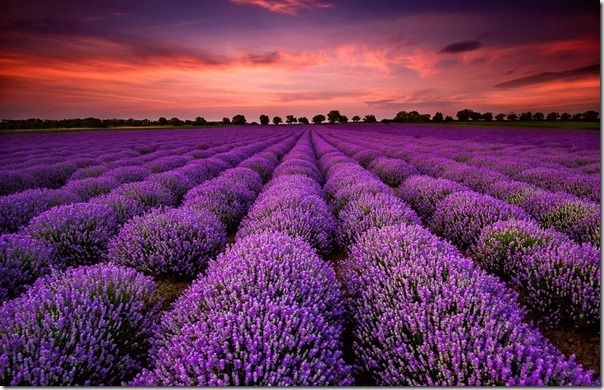 Stunning landscape with lavender field at sunset