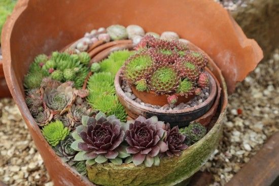Broken pot garden