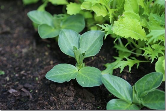 Broad Bean 'Robin Hood'