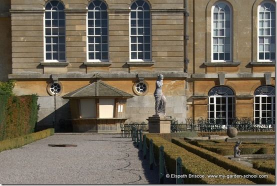 Box Blight at Blenheim Palace