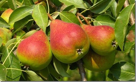 peartree, Fruit Tree Specification & Rootstocks Guide