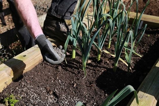 9 Using pelleted poultry manure in raised beds