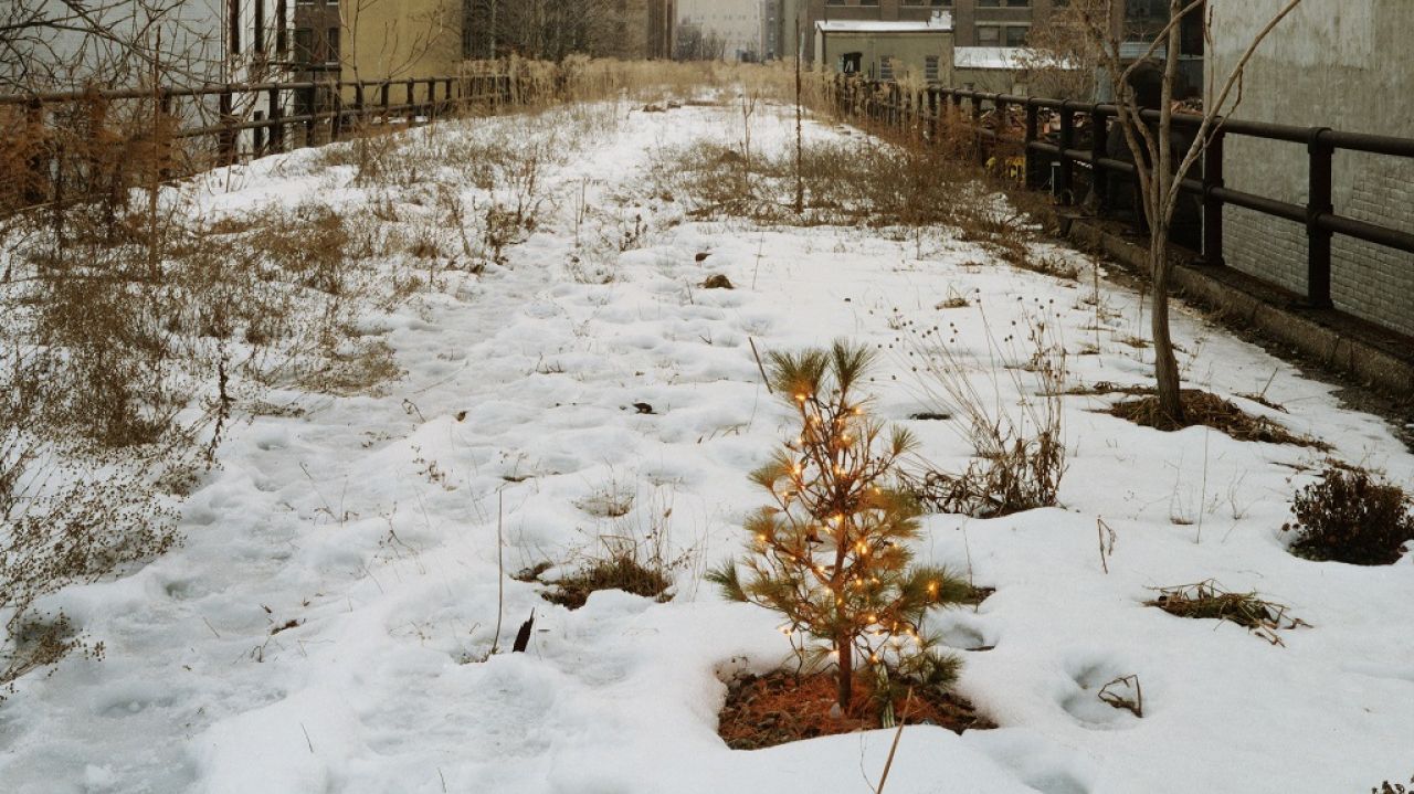 The History of High Line - Gardening