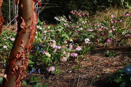 7  Helleborus under Acer griseum