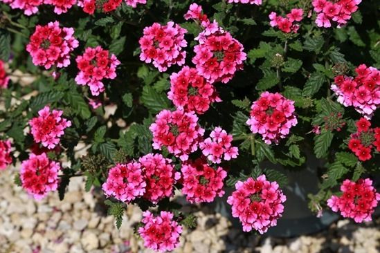 6 Verbena - trailing