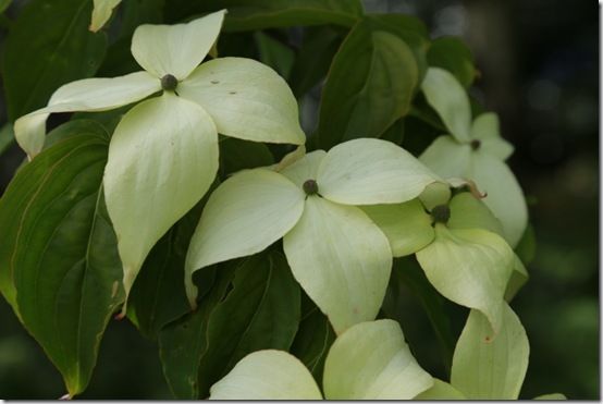 5 Cornus kousa 