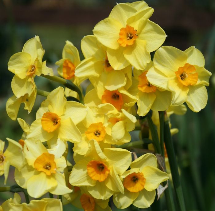 Narcissus 'Martinette'