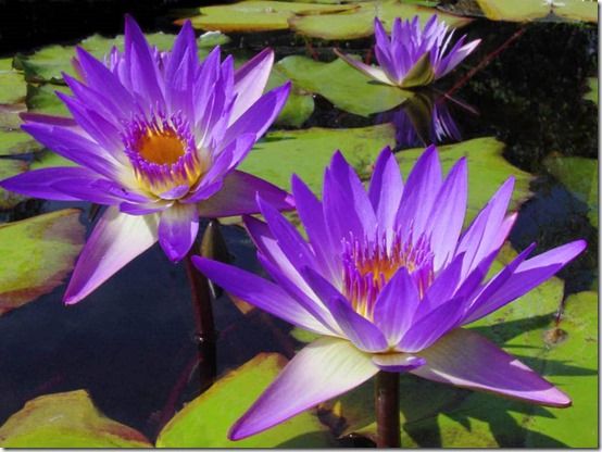 Tropical waterlilies