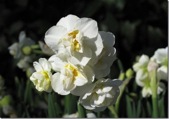 10 Narcissus Cheerfulness