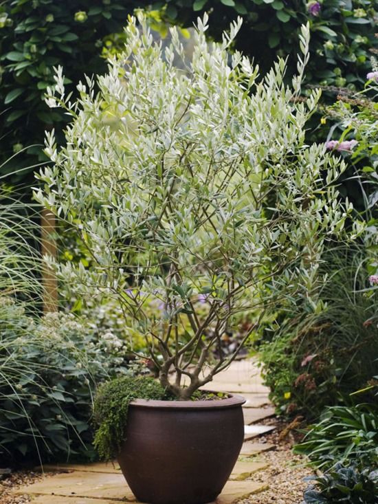 How to Grow Olive Trees - Gardening