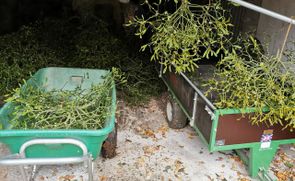 Mistletoe Magic: growing mistletoe, kissing under the mistletoe