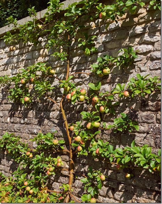 Apple Orchard