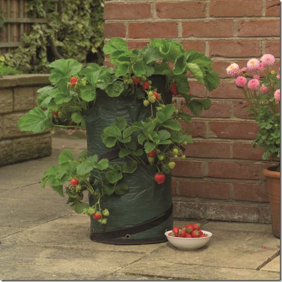 09116-Strawberry planter in situ