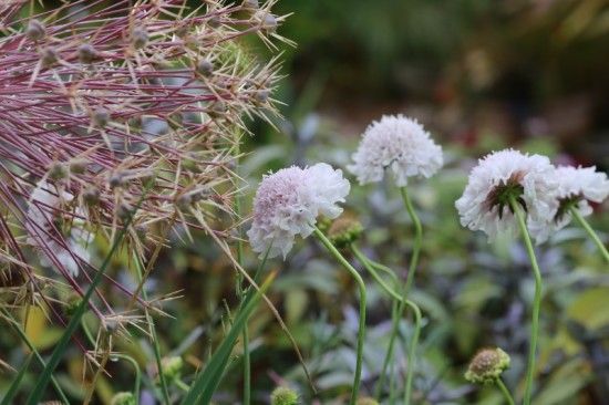 5 Scabiosa 'Desert Series (800x533)