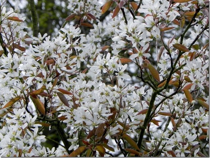 10 Amelanchier lamarckii (1024x768)