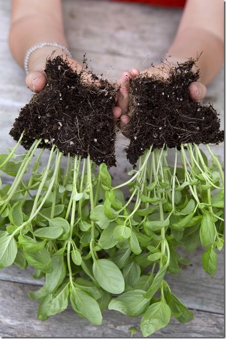 Making basil plants from supermarket plant<br /> Gardening on a Shoestring<br /> Alex Mitchell, 2 June 2014