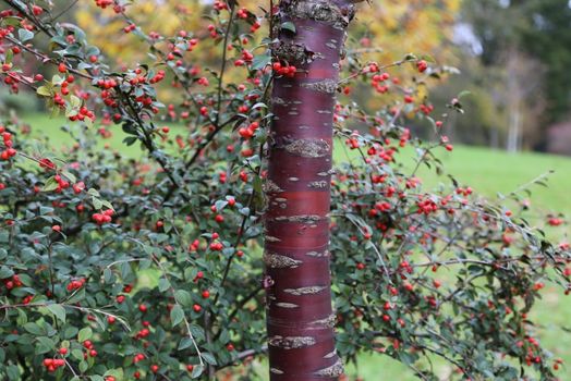 Prunus serrula