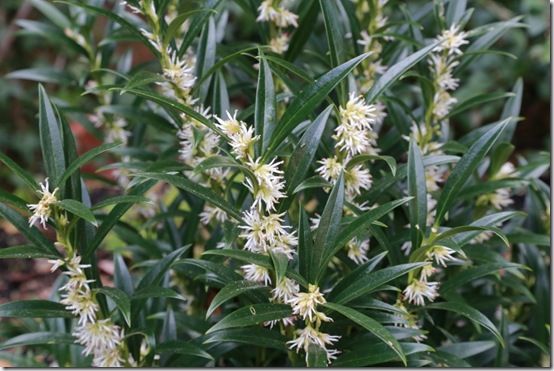 Sarcococca hookeriana 'Gorepani'