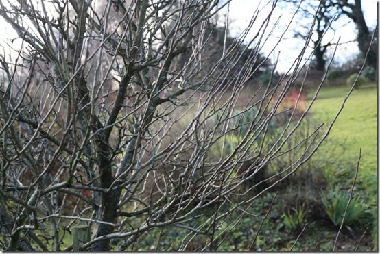 9Ready to prune apple trees