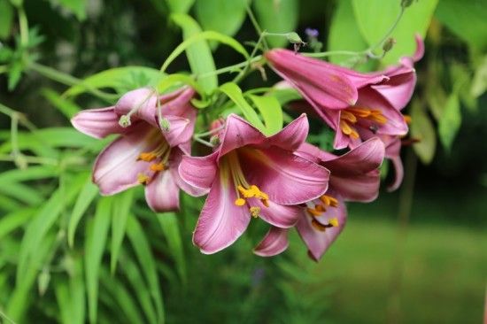 2 Lilium 'Pink Perfection'